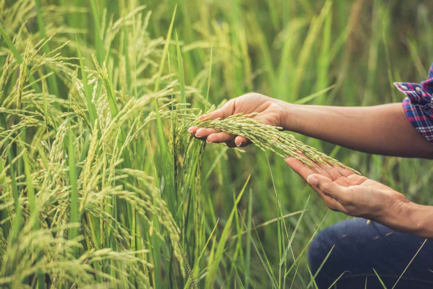 crop